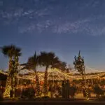 Trees surrounding a tent-shaped light setup