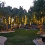 Trees wrapped with lights near the pool